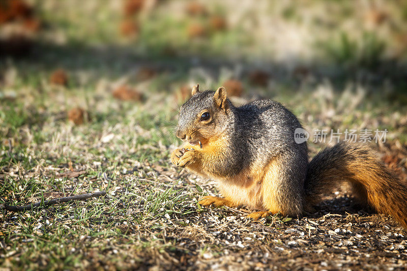 狐狸松鼠(Sciurus niger)